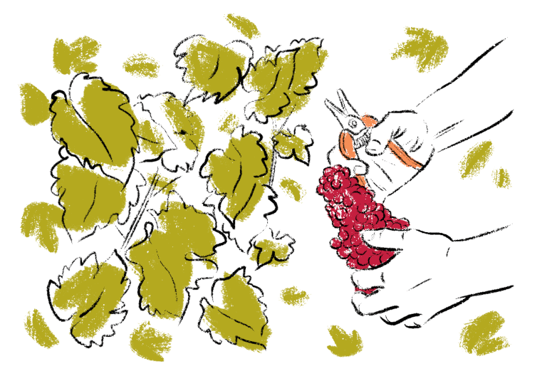 étiquette du domaine Tardieux - Gal